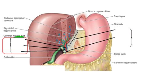 Liver Portal Triad Ligaments Diagram Quizlet