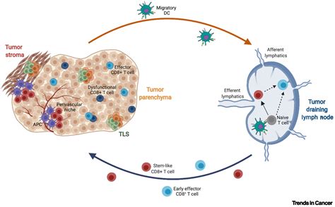 Spatial Determinants Of Cd8 T Cell Differentiation In Cancer Trends In Cancer