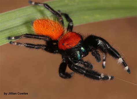 Apache Jumping Spider From Santa Cruz County Az Usa On September