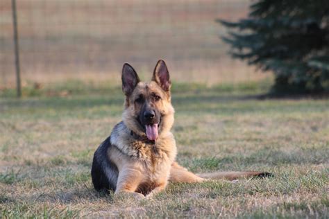 German Shepherd Puppies For Sale Osceola Ia 242775