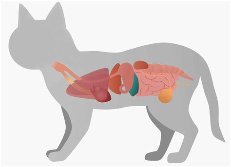 Cat Digestive System Full Description