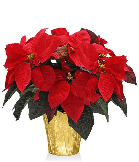 Christmas Poinsettia Delivery - FromYouFlowers