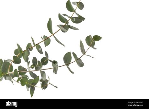 Fresh Eucalyptus Sprig Isolated On A White Background Stock Photo Alamy