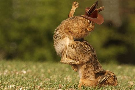 PsBattle This Bunny Hopping During Sex R Photoshopbattles
