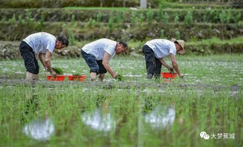 蕉城虎贝：种地有了“田保姆”粮食丰收有保障