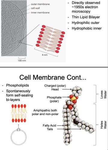 Cb01 Cell Structures Flashcards Quizlet