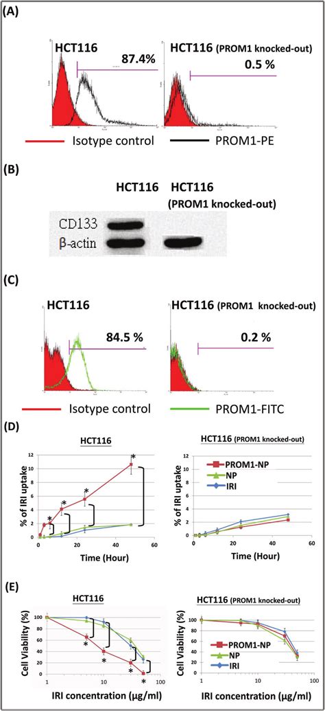 A PROM1 Expression Profiles In HCT116 Colorectal Cancer Cells As