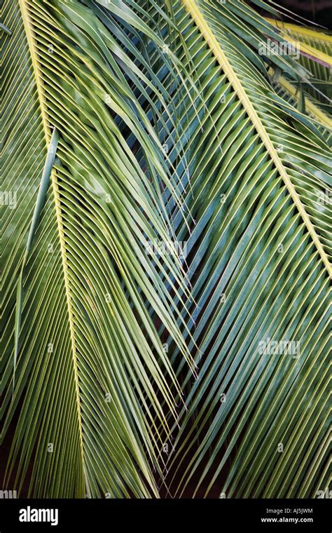 Cocos nucifera. Coconut tree leaves pattern Stock Photo: 14629519 - Alamy