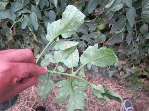 IowaVegetables: Tomato Leaf Mold