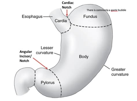 Upper Gi Tract Flashcards Quizlet