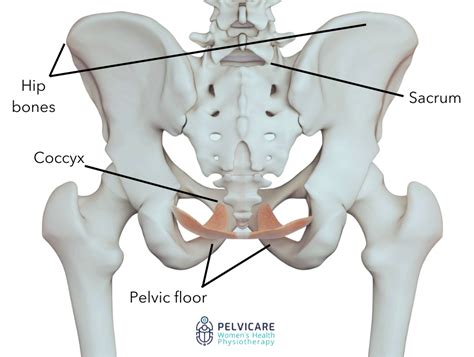 Pelvic Girdle Pain: What, Where, When, Who, Why And How To, 49% OFF