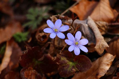 Przylaszczka Pospolita Hepatica Nobilis