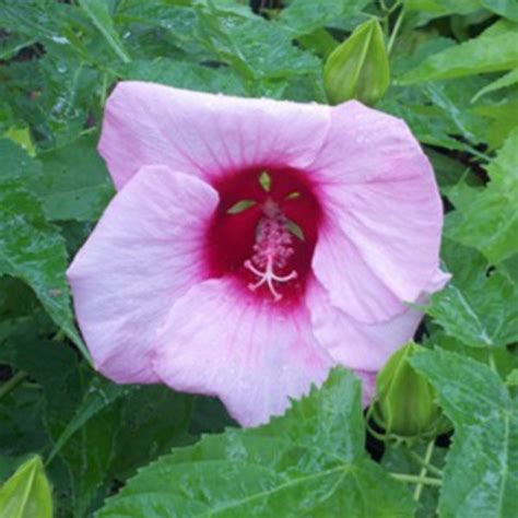 Hibiscus Lady Baltimore Vincent Gardens