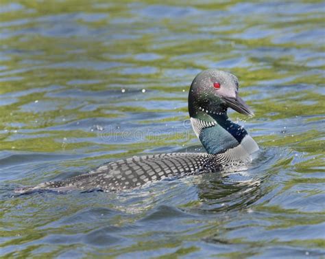 Common Loon On The Water Stock Image Image Of Ontario 251560307