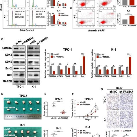 Effects Of FAM84A On Proliferation And Growth Of PTC Cells A