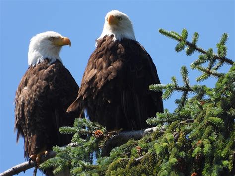 Eagles Orcas Island Jeanette Weinberg Flickr