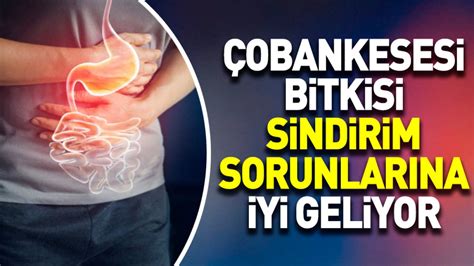 Sindirim Sorunlar Na Iyi Gelen Dikkat Eken Ot