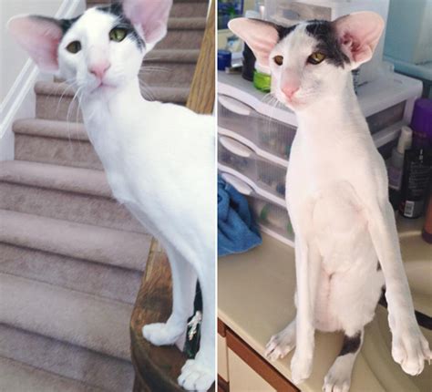 Meet Dobby Cat, the World’s Cutest House Elf