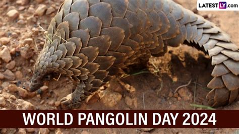 World Pangolin Day 2024 Date History And Significance Know About The