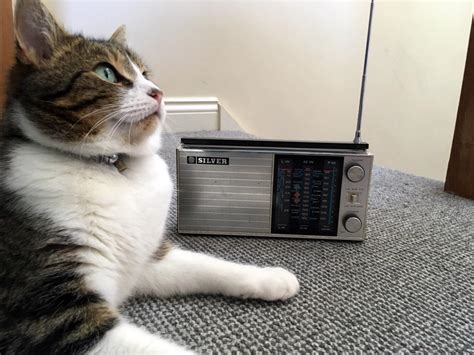 ‘purrfect Music For Calming Cats Helps With Visits To The Vet