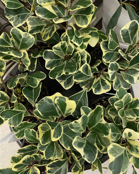 Ficus Triangularis Variegata Duvall Hardware And Garden