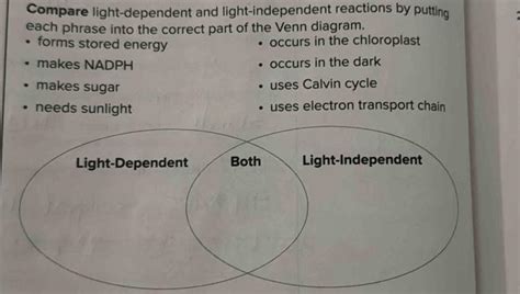 Compare Light Dependent And Light Independent Reactions By Putting Each