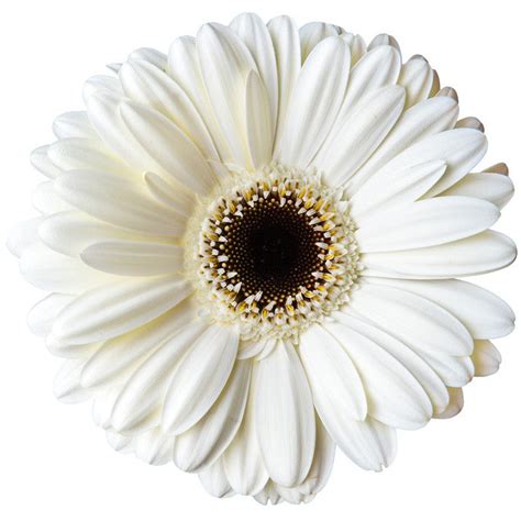 White Gerbera Daisy Gerberas In Bulk