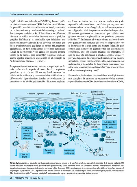 Solution Las C Lulas Guardianes Residentes De La Piel Y Su Papel En La
