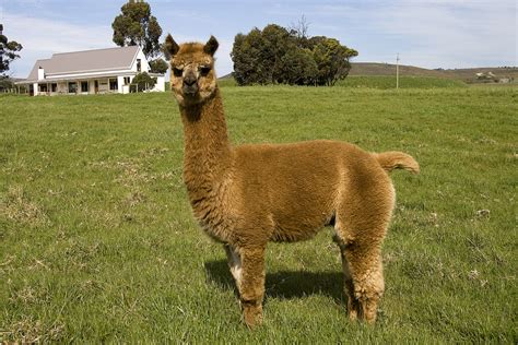 llama | Landmeterskop Farm Cottages