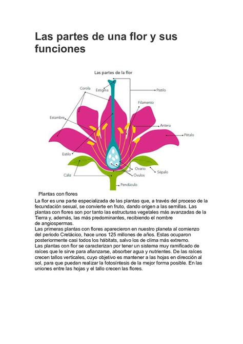 Calaméo Las Partes De Una Flor Y Sus Funciones