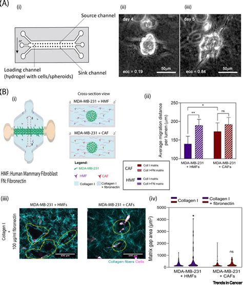 Microfluidics Meets 3D Cancer Cell Migration Trends In Cancer