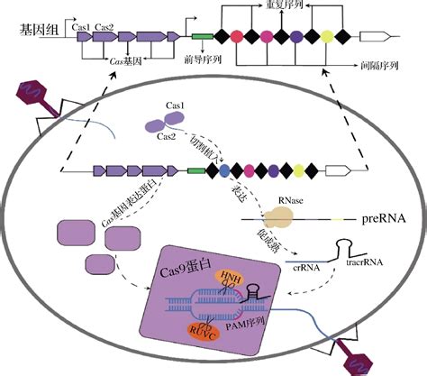 Crispr Cas