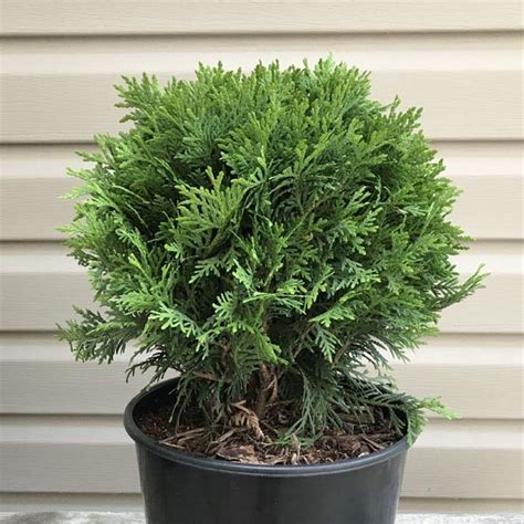 Dwarf Globe Arborvitae Thuja Occidentalis My Garden Life