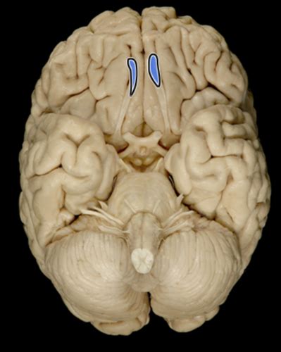 Cranial Nerves And PNS Flashcards Quizlet