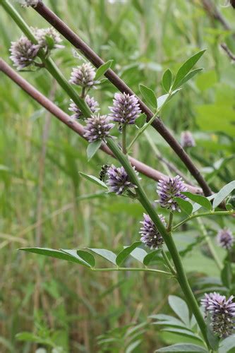 German Liquorice Glycyrrhiza Echinata · Inaturalist Nz