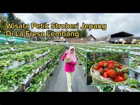 Wisata Petik STROBERI Di LA FRESA Lembang Stroberi Jepang Less Sour