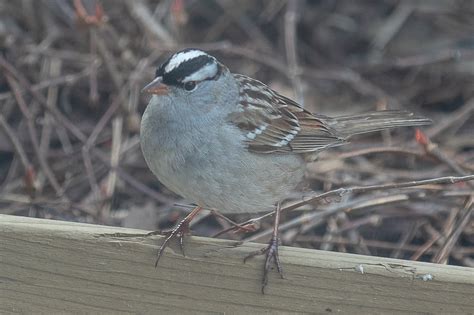 White Crowned Sparrow And Then There Is The White Crowned Sparrow