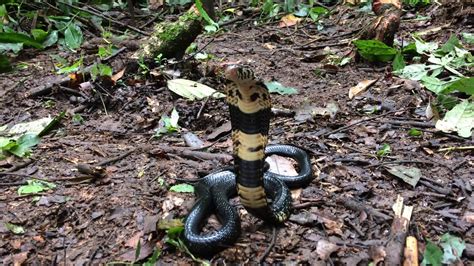 Forest Cobra Naja Melanoleuca Youtube