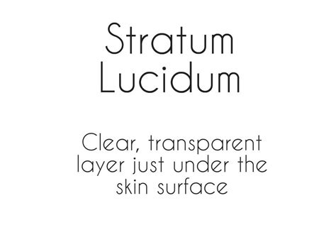 Stratum lucidum | Surface, Anatomy, Strata