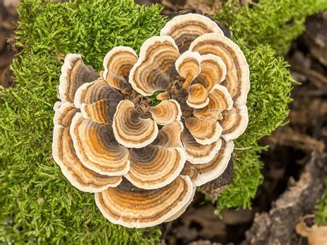 Health Benefits Of The Turkey Tail Mushroom Mushroom Health Guide