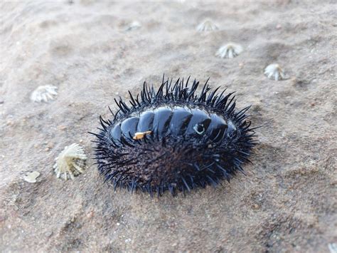Acanthopleura spinosa from Port Hedland WA 6721, Australia on November ...