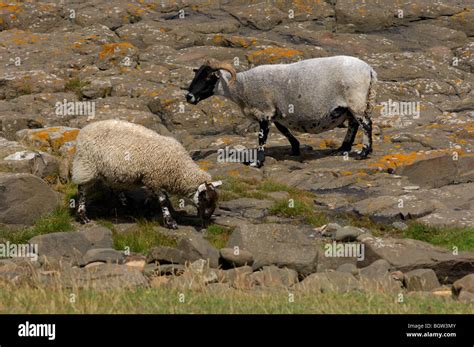 Black Faced Sheep Ram And Ewe On Rocky Shore Land Stock Photo Alamy