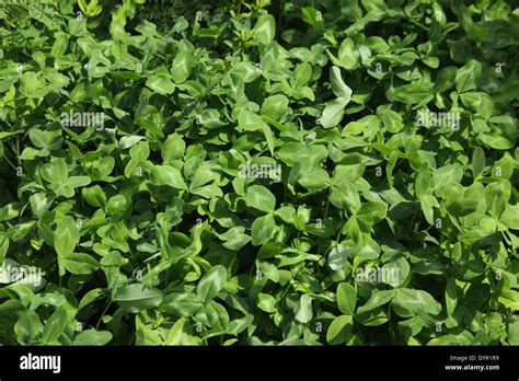 Clover Makes A Good Green Manure Stock Photo Alamy