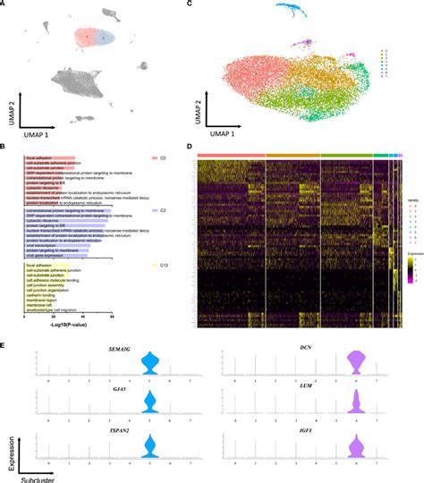 Endothelial Subpopulations Display Specific Functional Transcriptomic Download Scientific