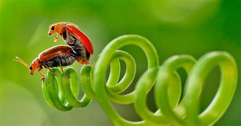 Amazing Close Up Pictures Capture Insects Having Sex With Randy