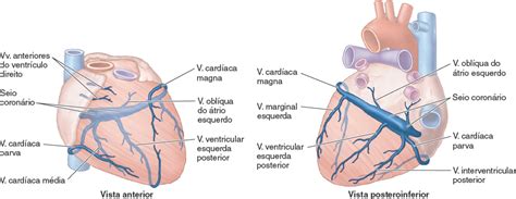 Ligamento Arterioso Do Coracao