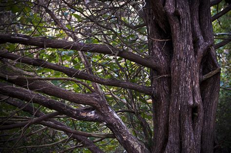 Branching Out Photograph By Amanda Devitt Fine Art America