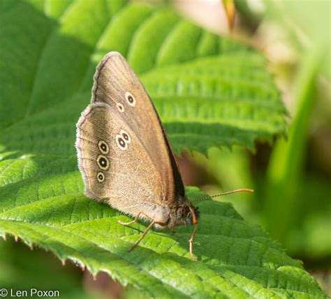 Ringlet Butterfly Great Knowley Chorley Lancs UK DSC 11