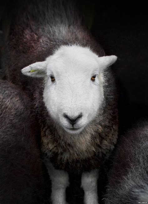 Images Celebrate Rare Lakes Sheep Sheep Breeds Sheep Rare Breed