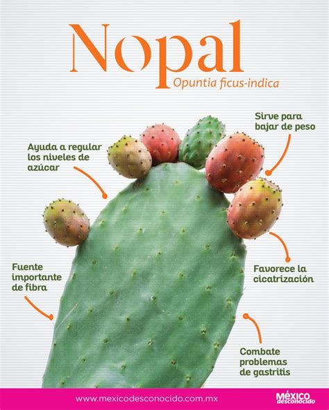 Nopal Beneficios Y Caracter Sticas M Xico Desconocido Frutas Y